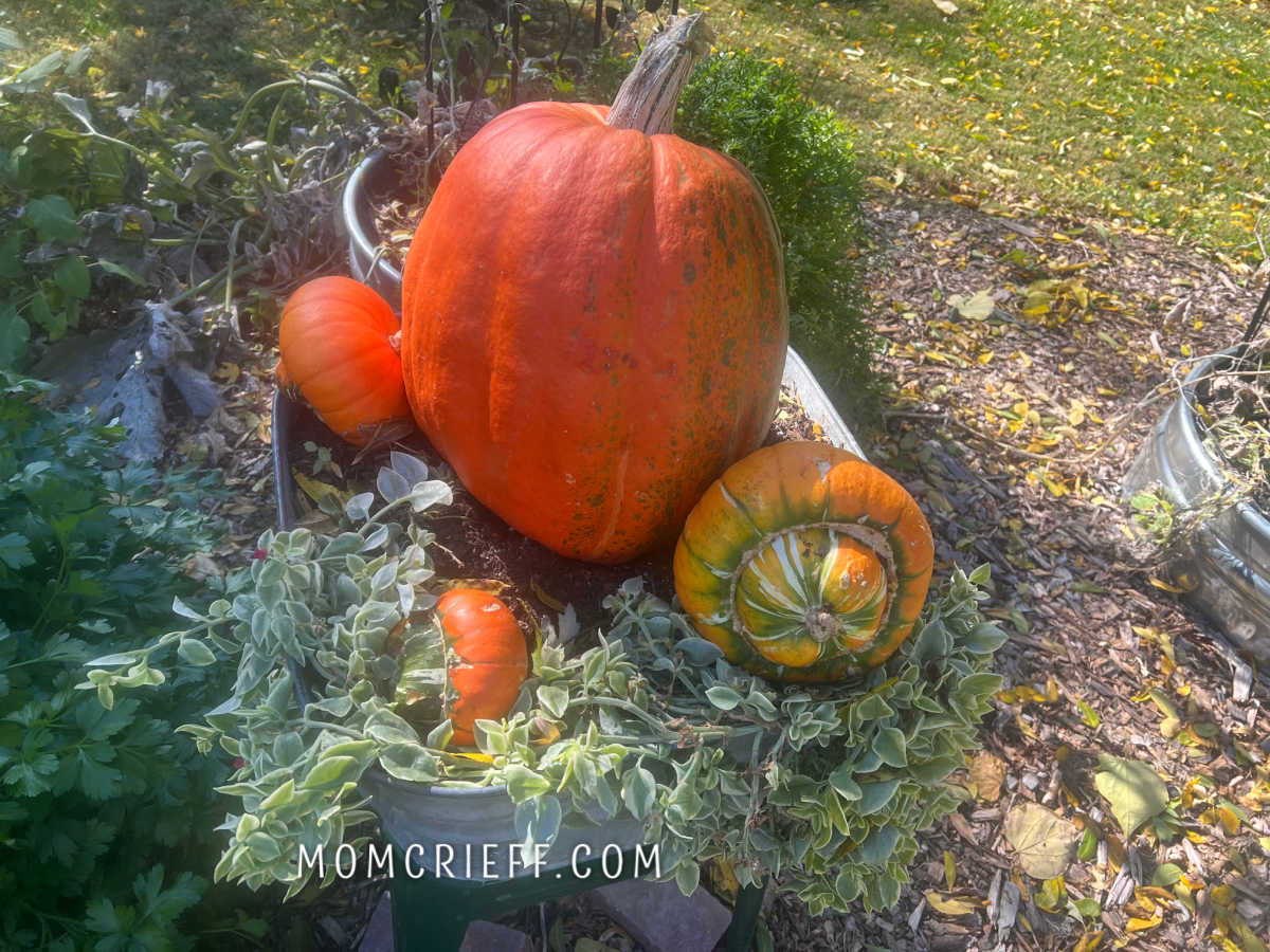 pumpkin and turban squash in antique wash tub