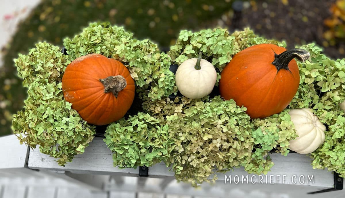 pumpkins with dried hydrangeas in fall window box