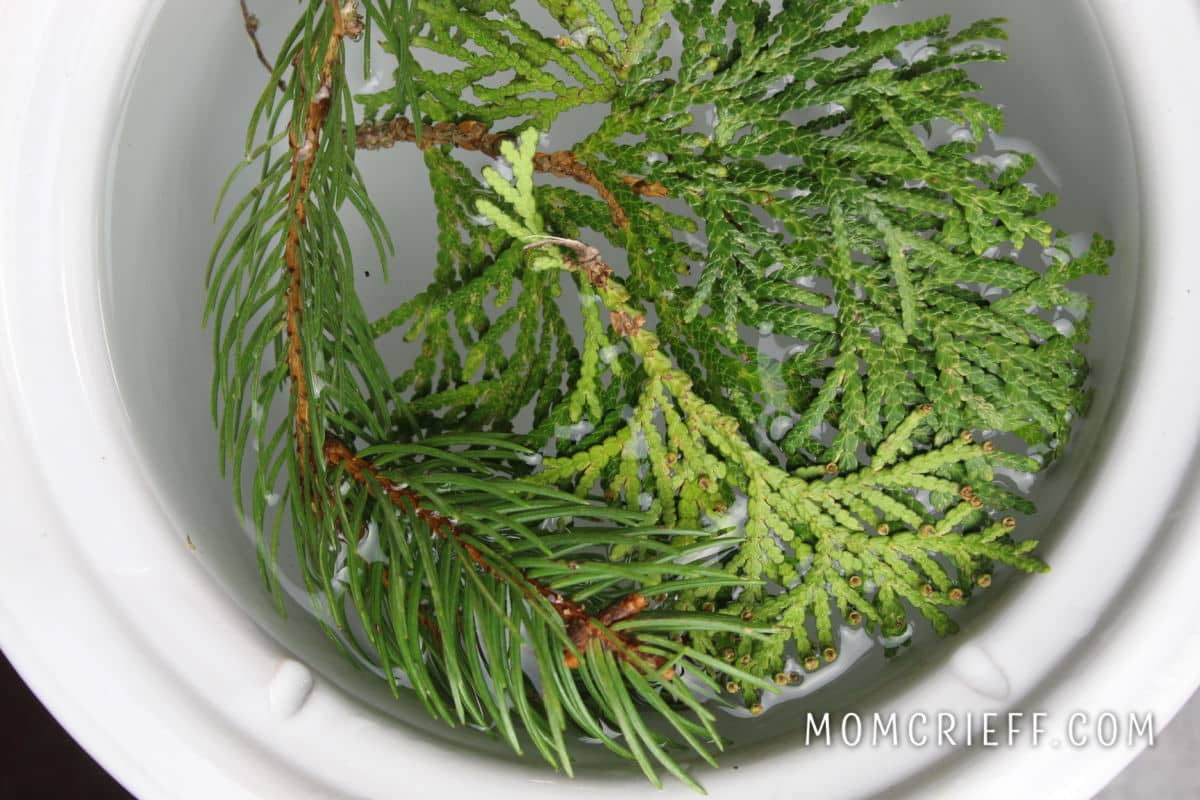 cedar and fir clippings