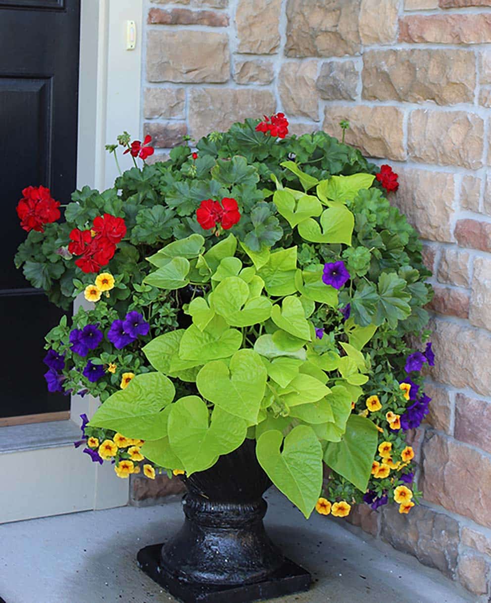 a planter with colorful plants