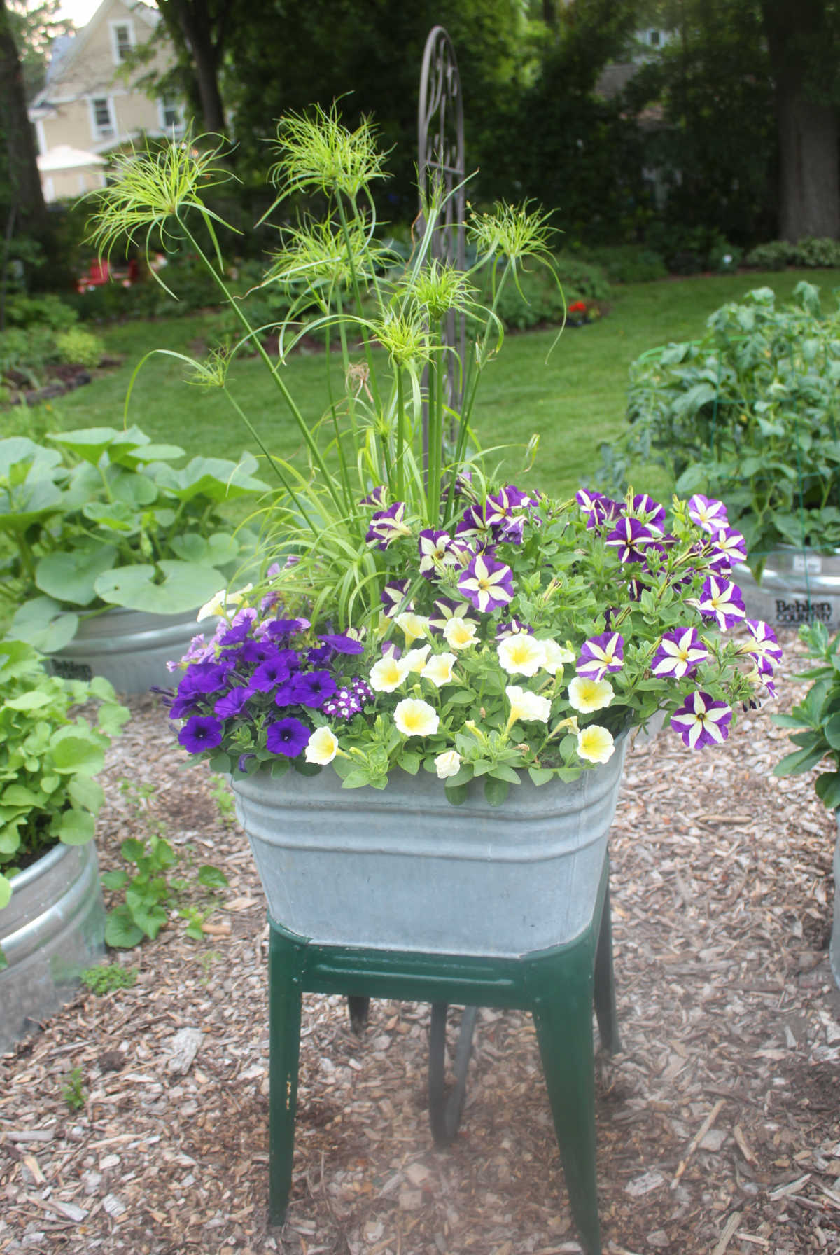 riased washtub with green legs. full of purple and yellow flowers and a tall King Tut grass.