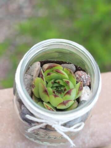 a single hen succulent plant in a mason jar