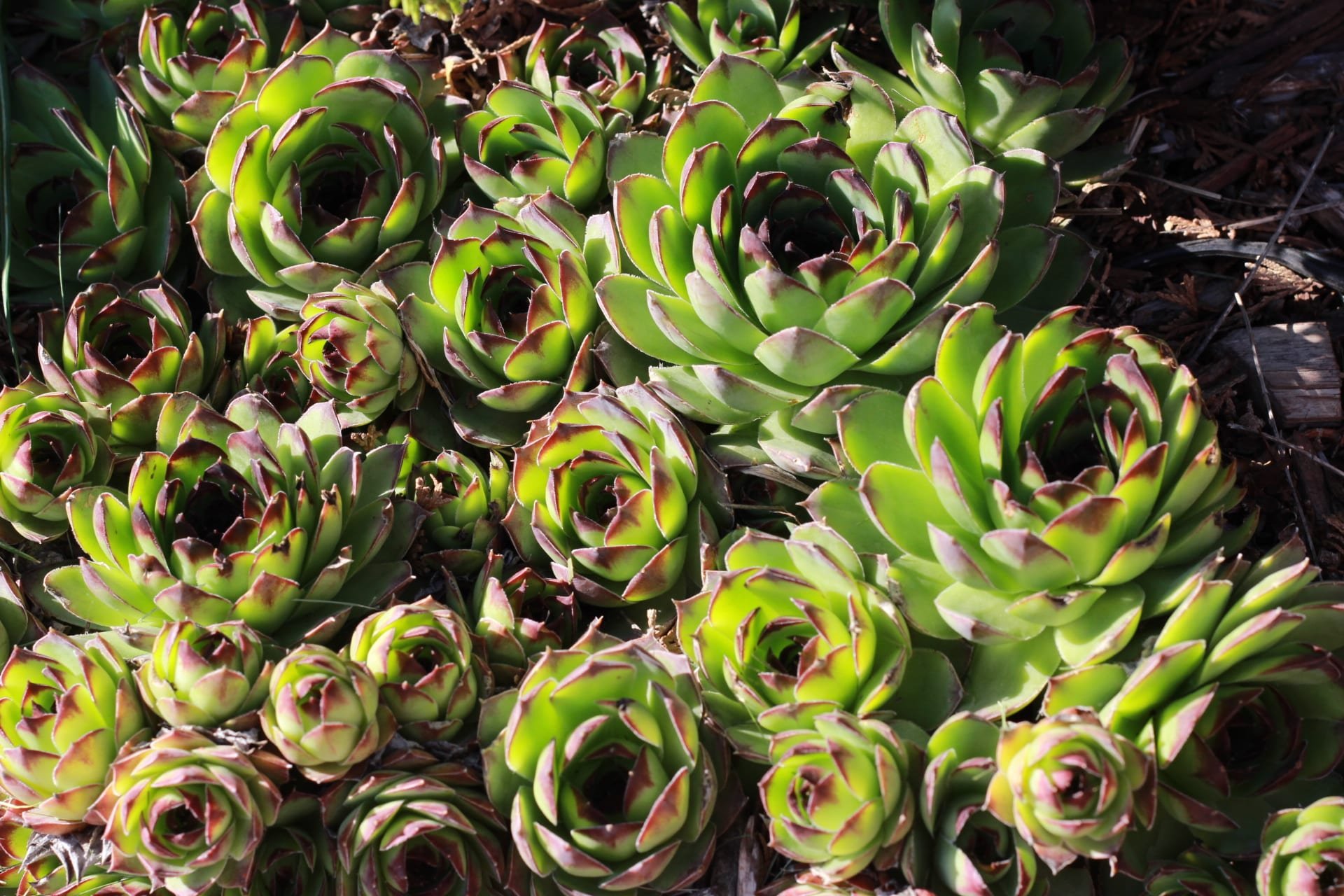 A group of hens and chicks growing closely together.