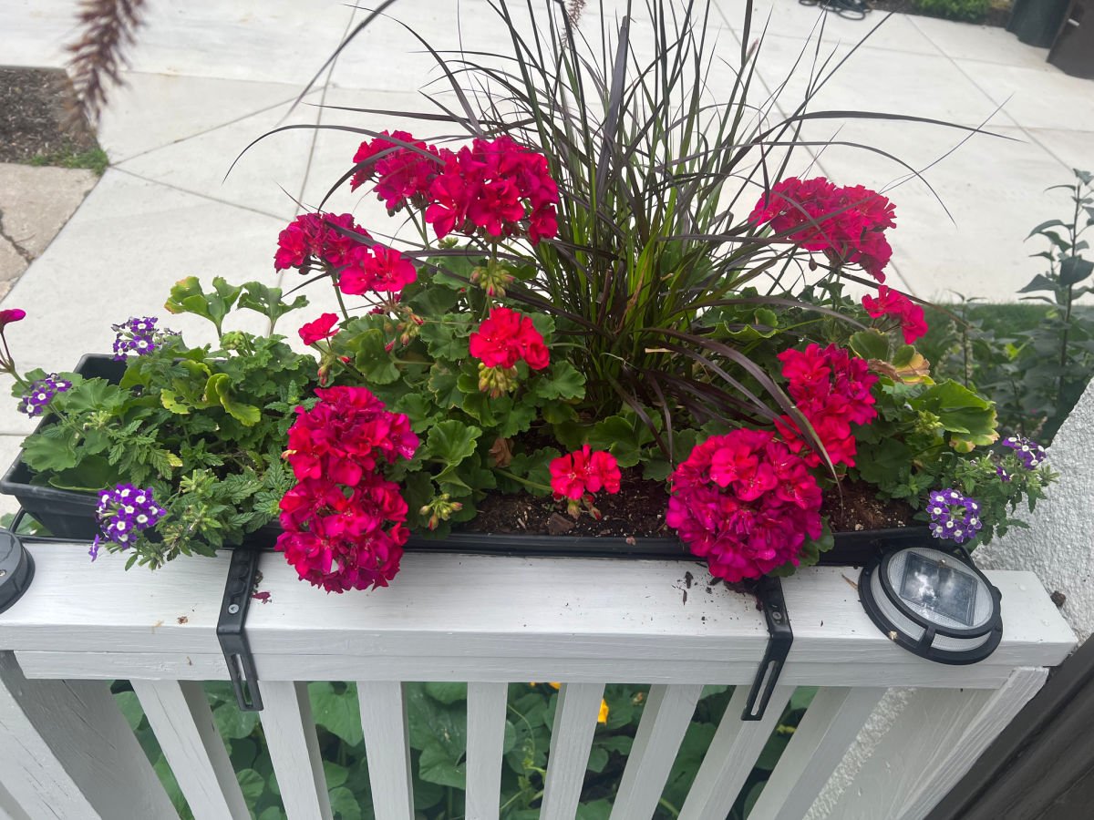 Window box full of bright fuchsia geraniums. They contrast beautifully with the white deck rails.