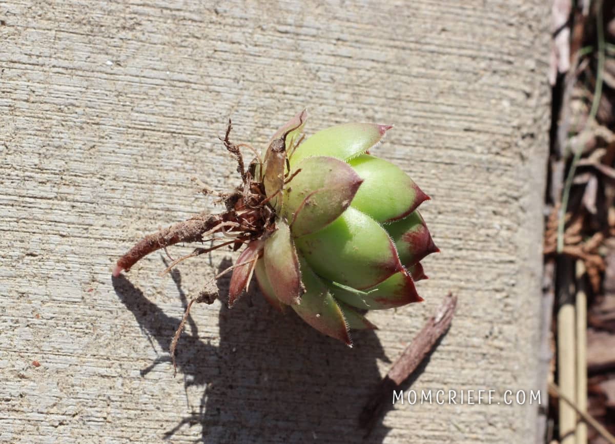 a small baby chick sempervivum