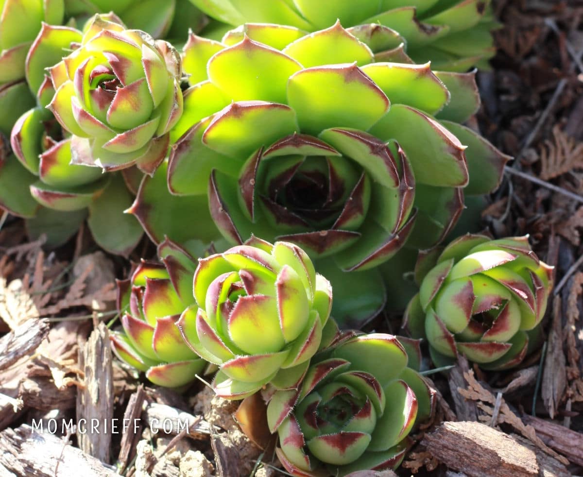 closeup of a large hen and small chicks sempervivum