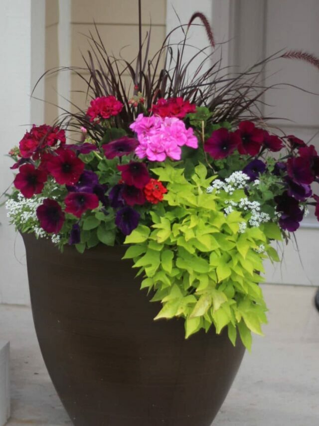 How to DIY your flower pots  (save $$$)