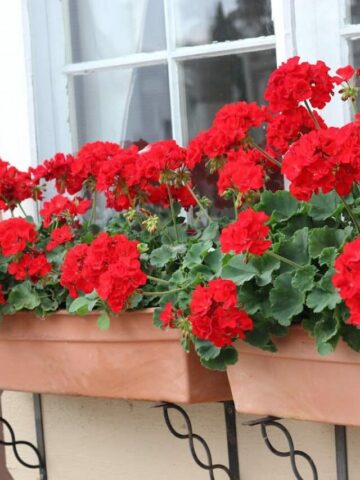 Red geraniums in a window box.
