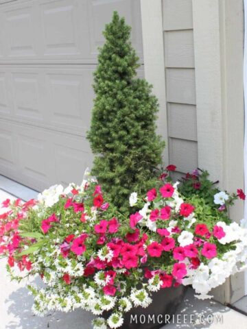 close up of a planteront of a garage with a small tree and petunias surrounding it.