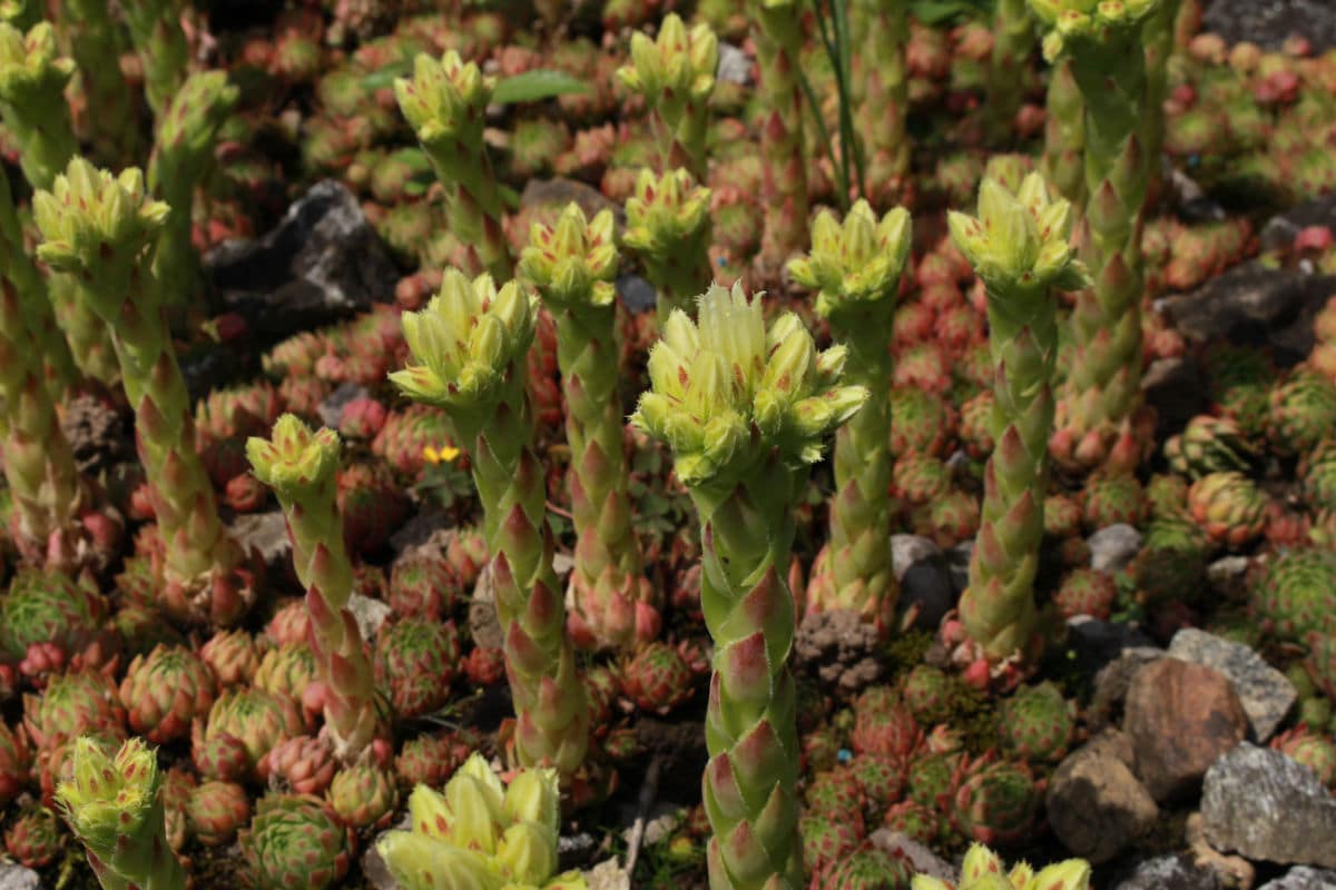 flowering hens succulent