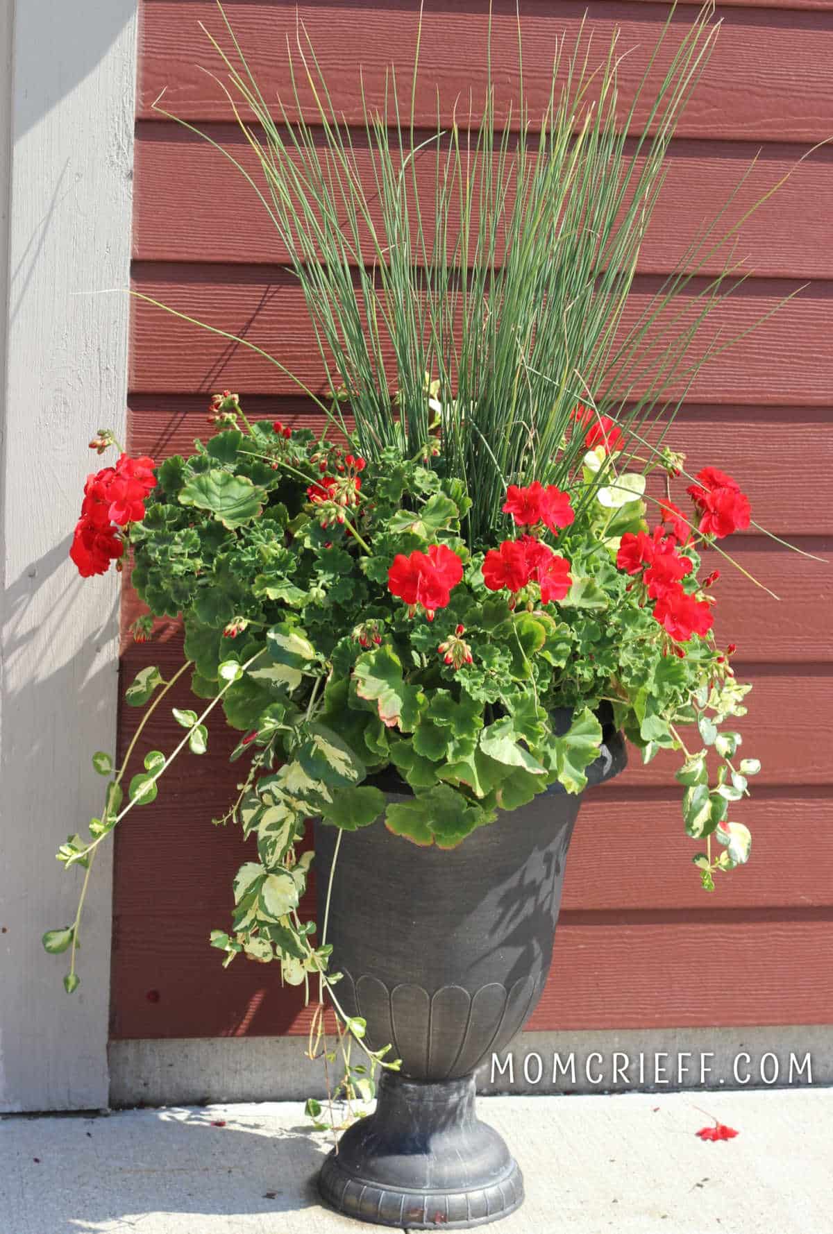 red geraniums in a tall pot with spikey grasses and trailing leafy plants