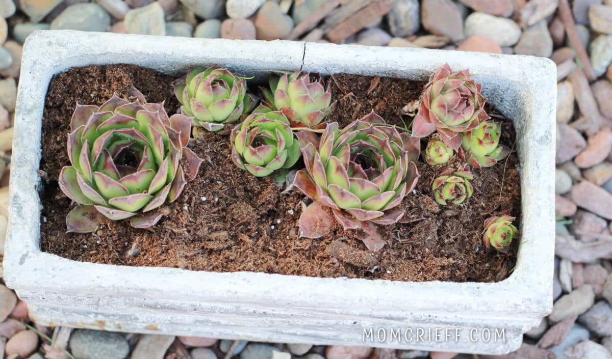 small container garden with hens and chicks