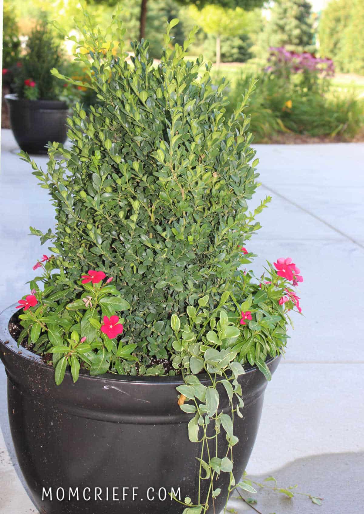 boxwood tree in a planter