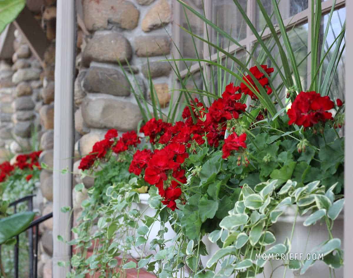 red geraniums with spike grases and green foilage in a window box
