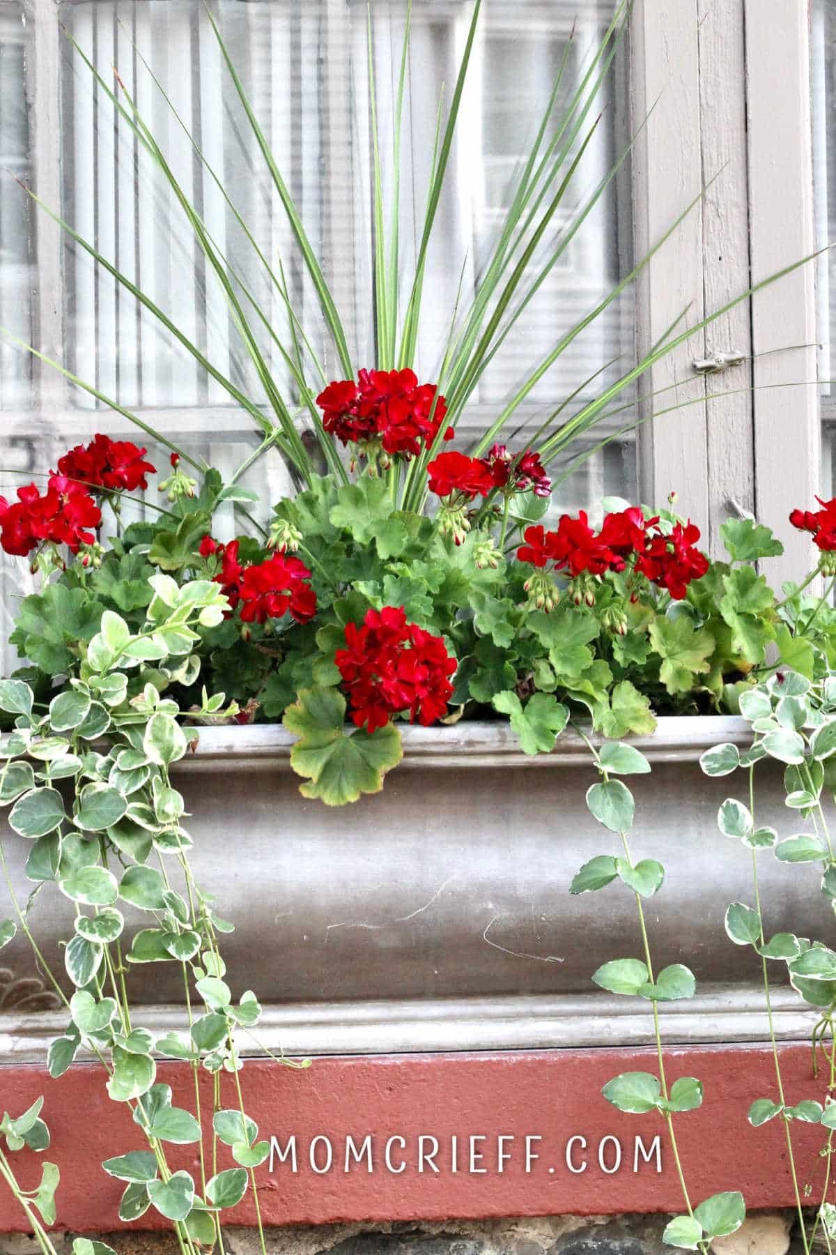 red geraniums in planterwith a green spike and vinca trailing down the planter