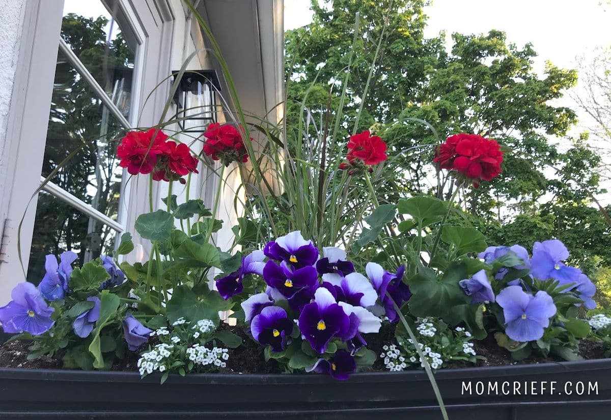 purple pansies in the front part of the planter with red geraniums planted behind them.