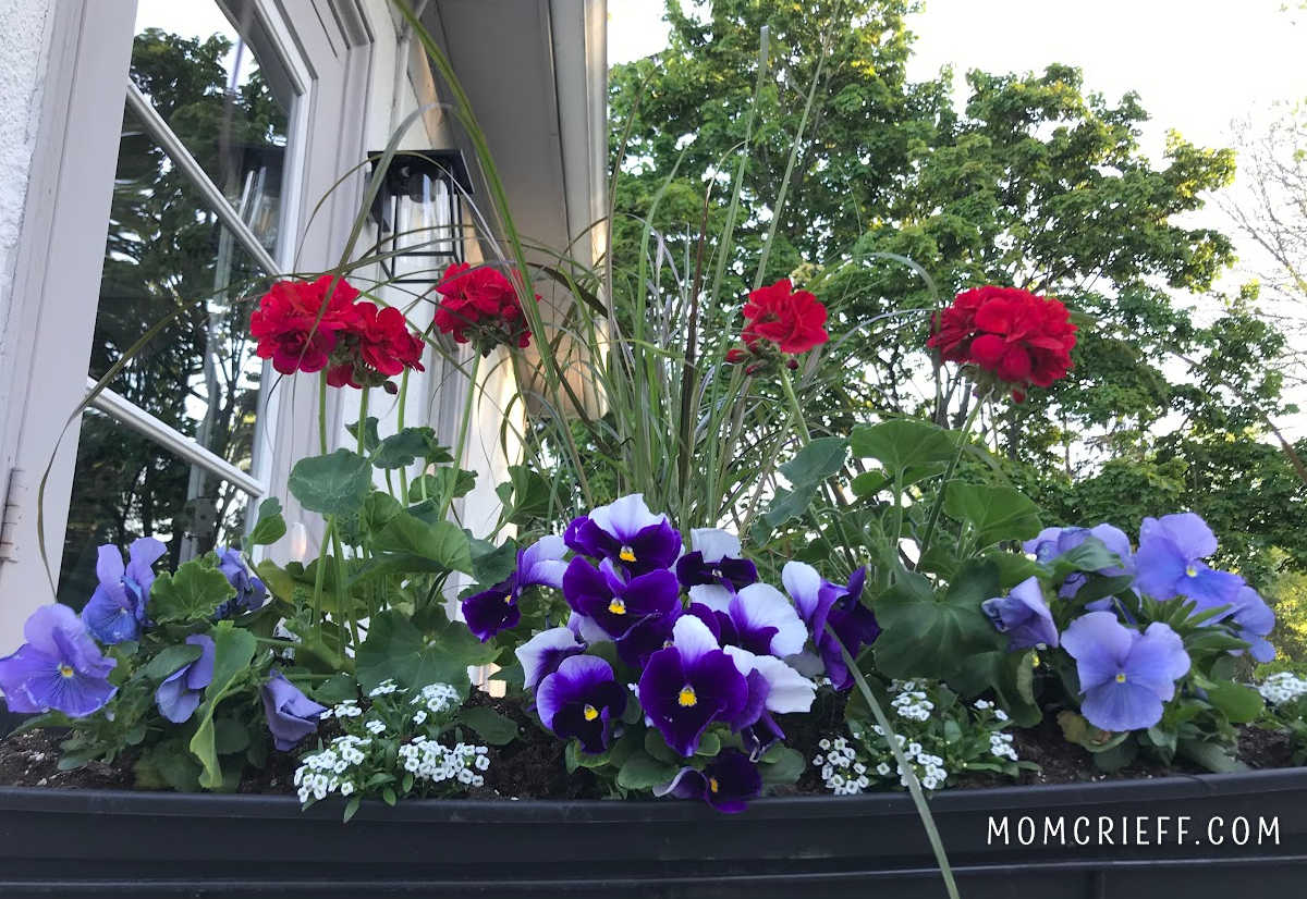 red geraniums with pansies in the spring window box