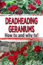 Deadheading Geraniums, how to and why to. Images of geranium plant needing to be deadheaded and a healthy plant with lots of flowering red geraniums.