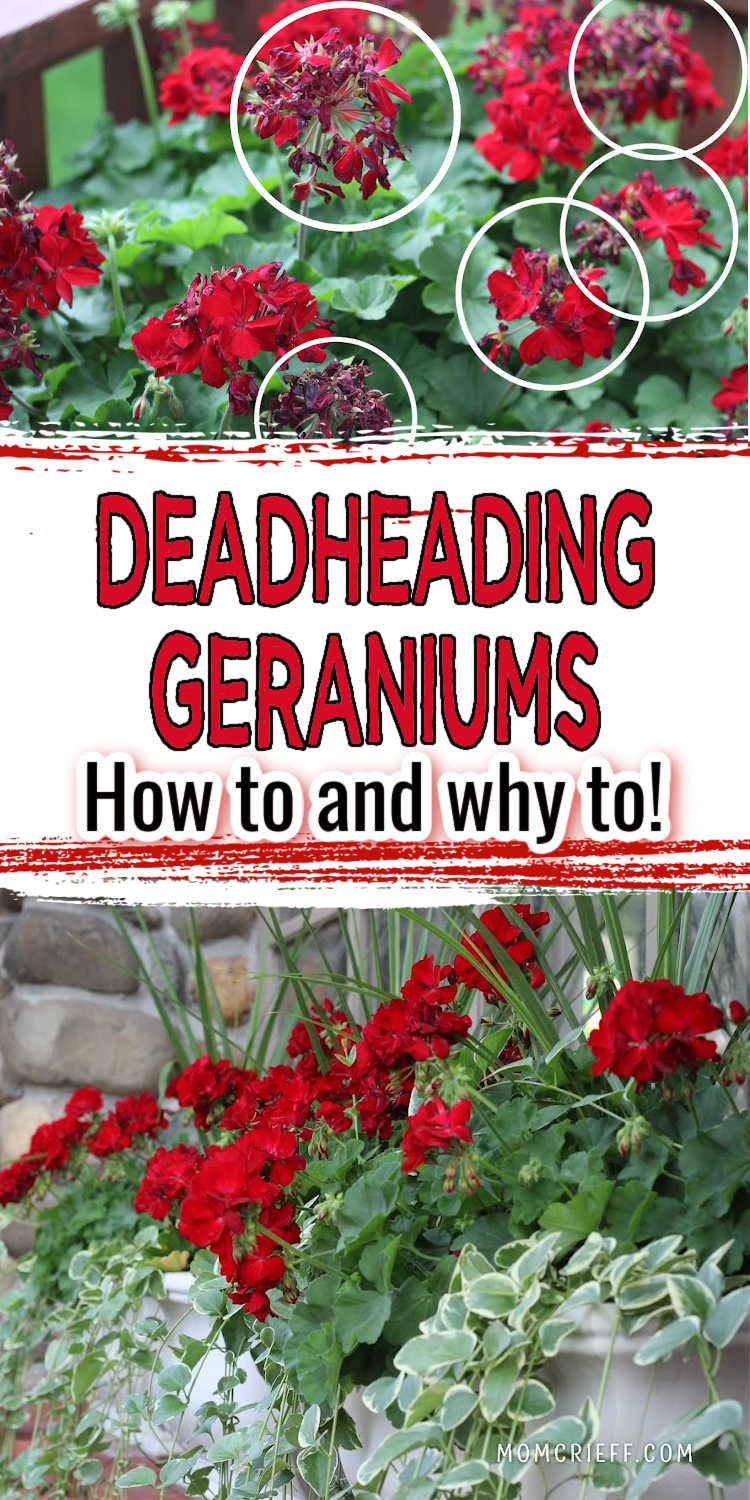 Text states deadheading geraniums, how and why.  Upper image has geraniums that need to be removed circled in white. Bottom image shows a planter with lots of healthy red geraniums flowering.