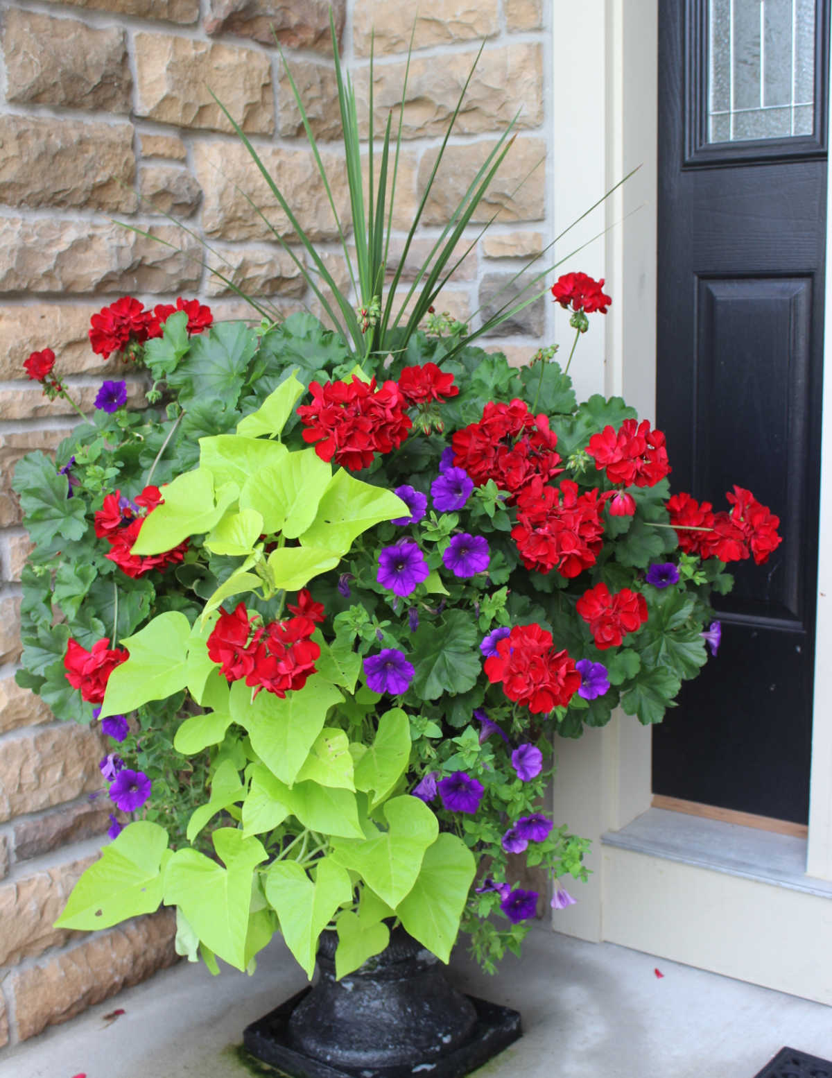 Planter with red geraniiums, purple petunias and sweet potato vine.