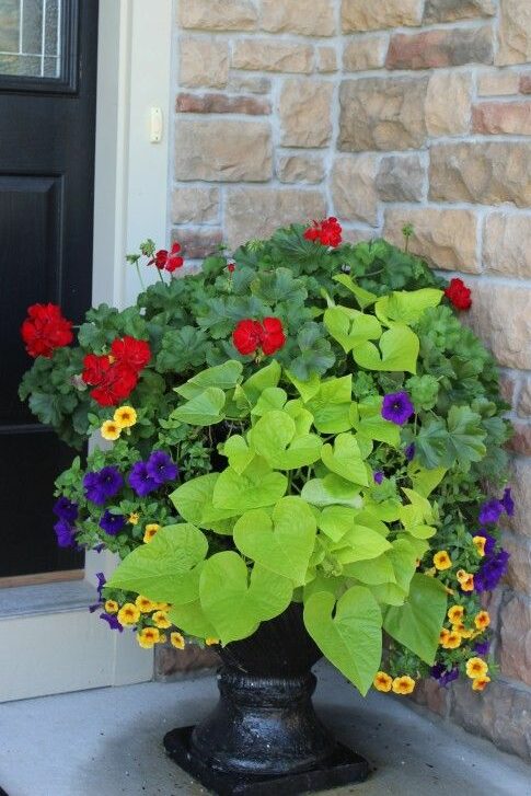 front door planter with red geraniums