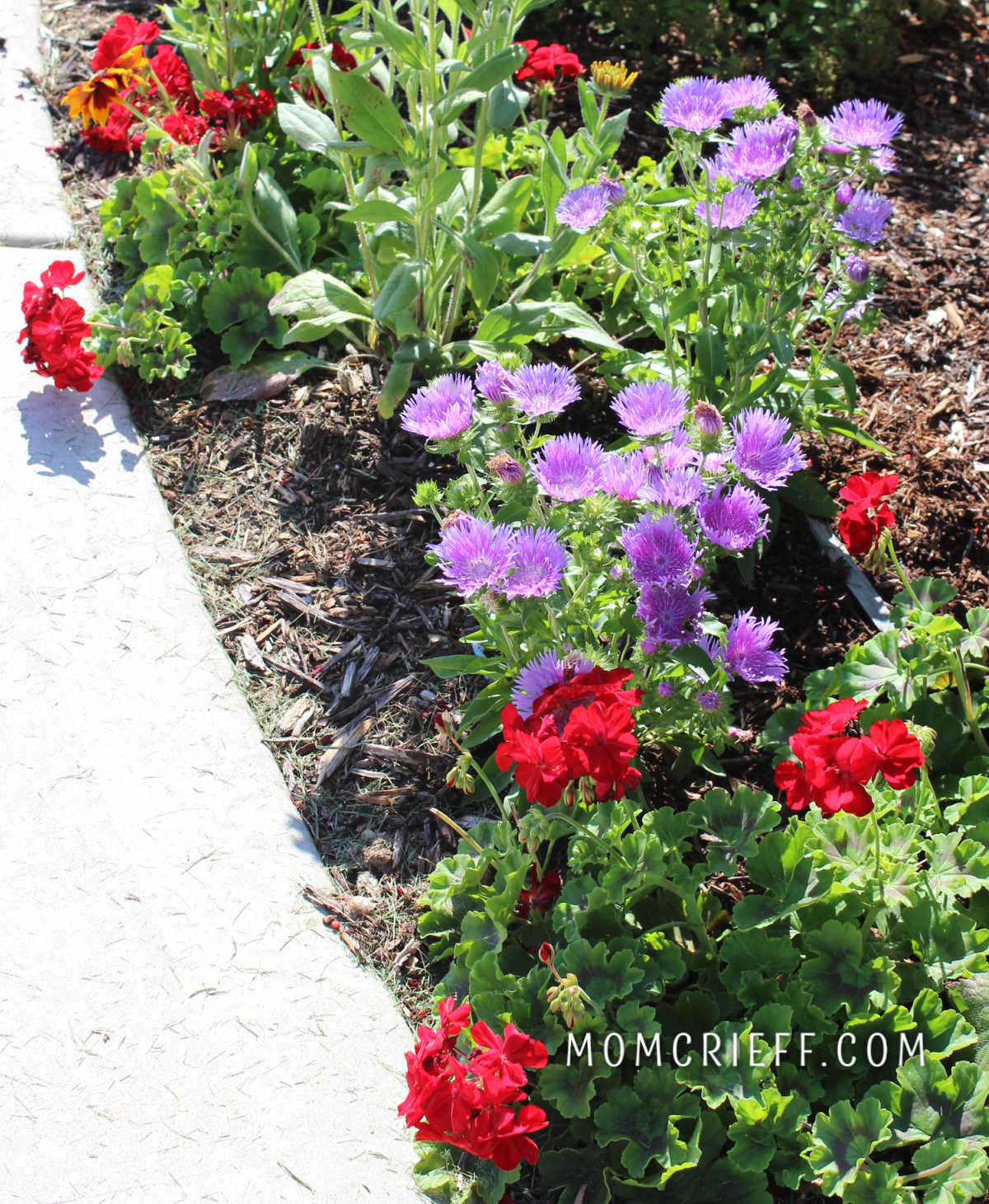 red geraniums and purple plants in flower bed beside sidewalk