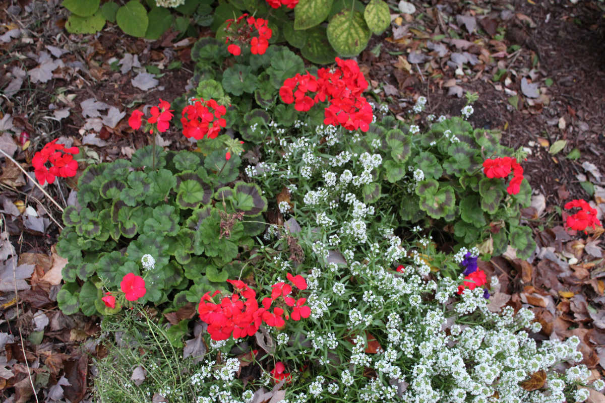 fall picture of white alysum and red geraniums in the ground