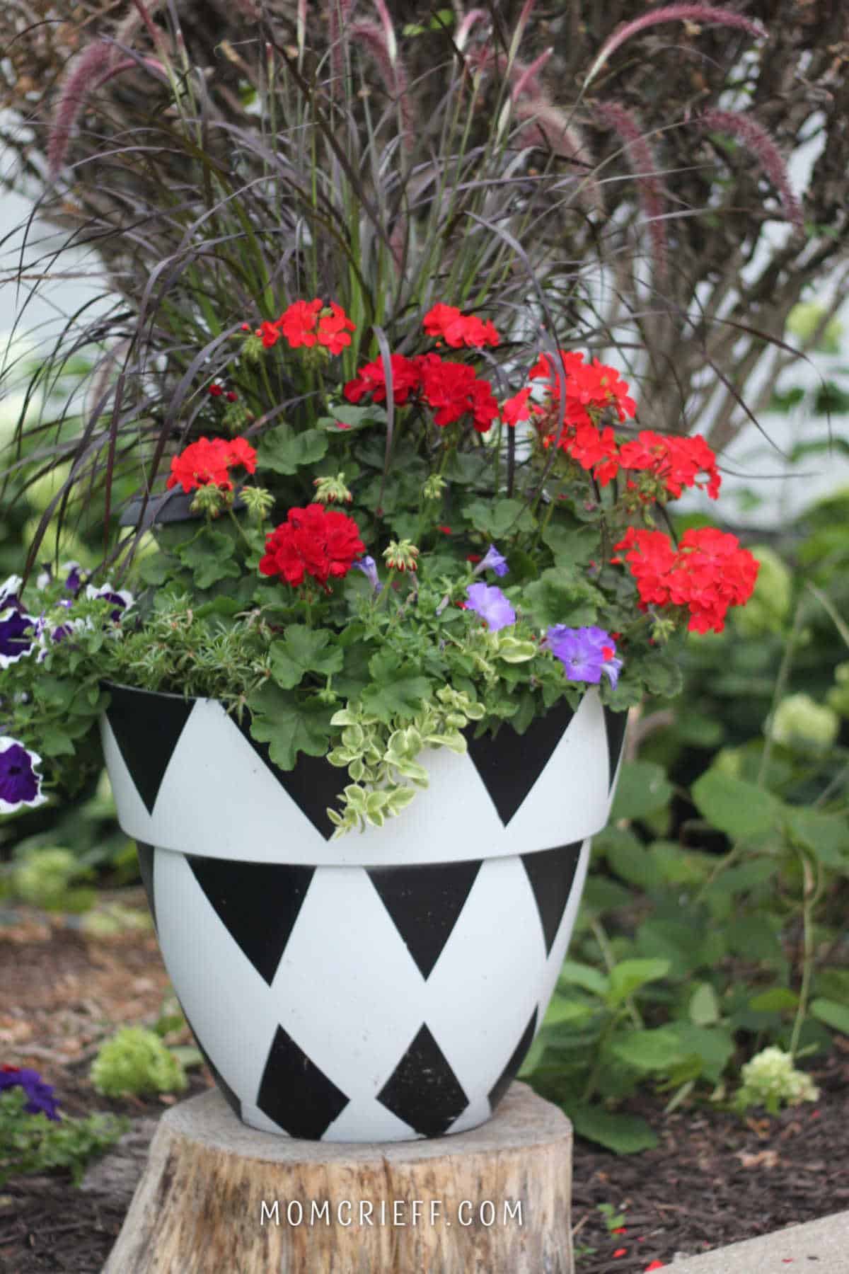 red geraniums in black and white painted pot
