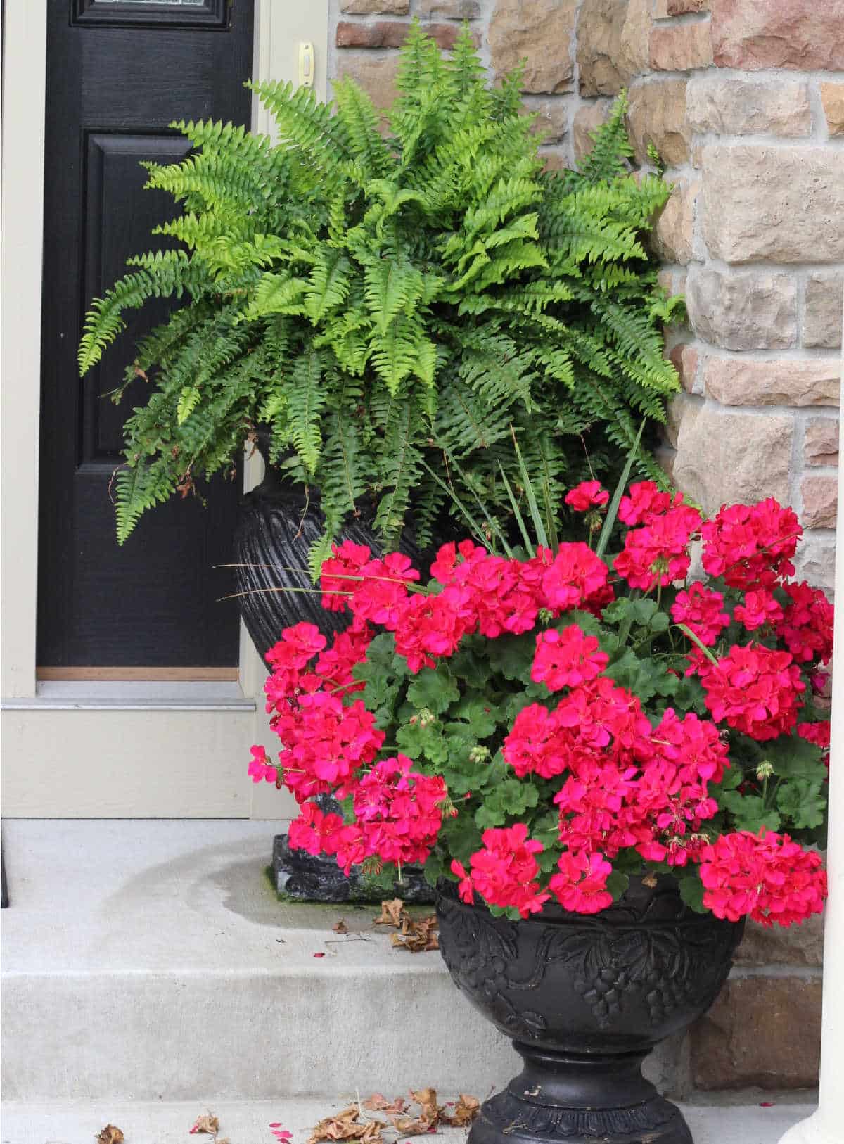 red pot of geraniums in front of a fern planter