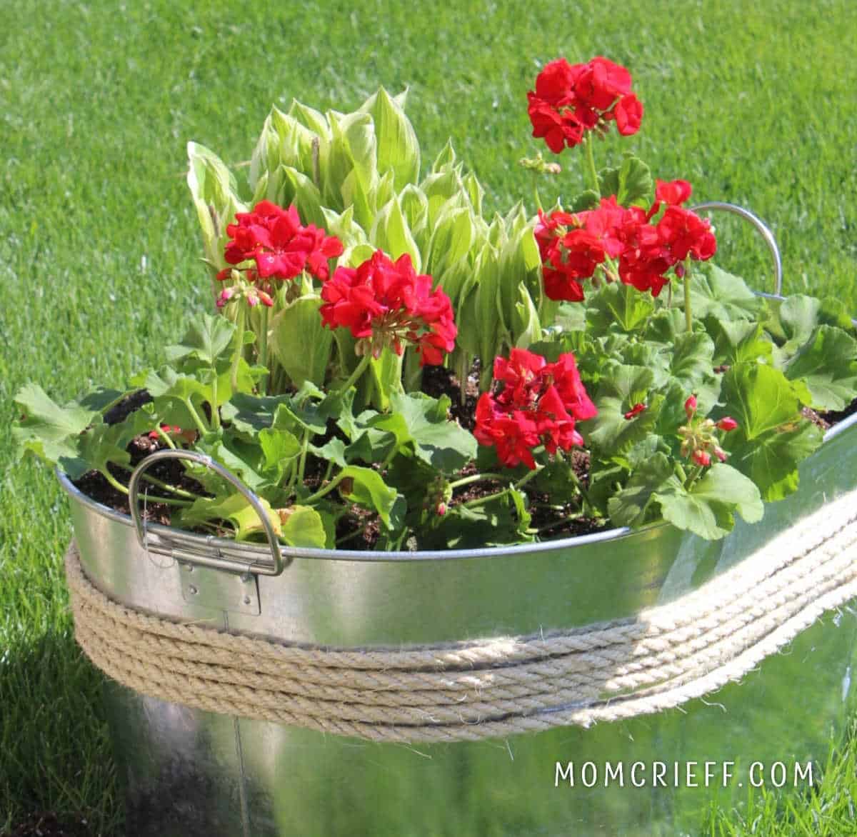 red geraniums and green hostas in a galvanized tub