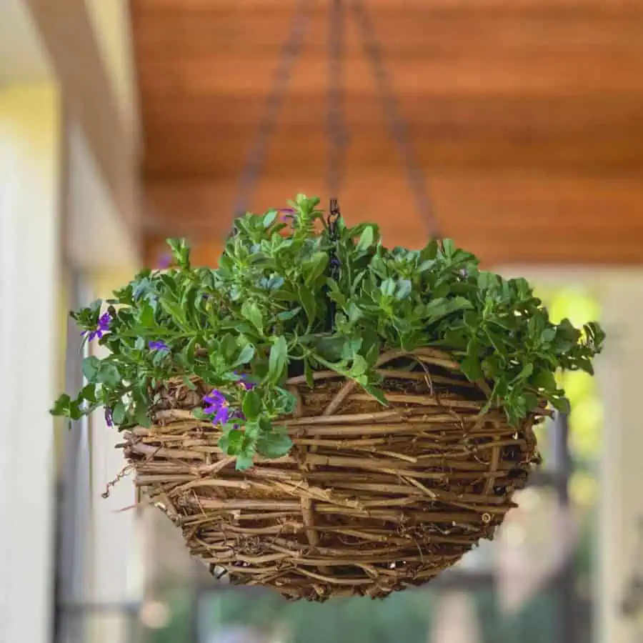 hanging grapevine planter