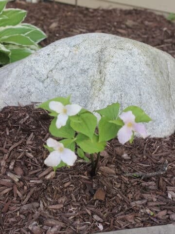 trillium flowers in front of a large stone.