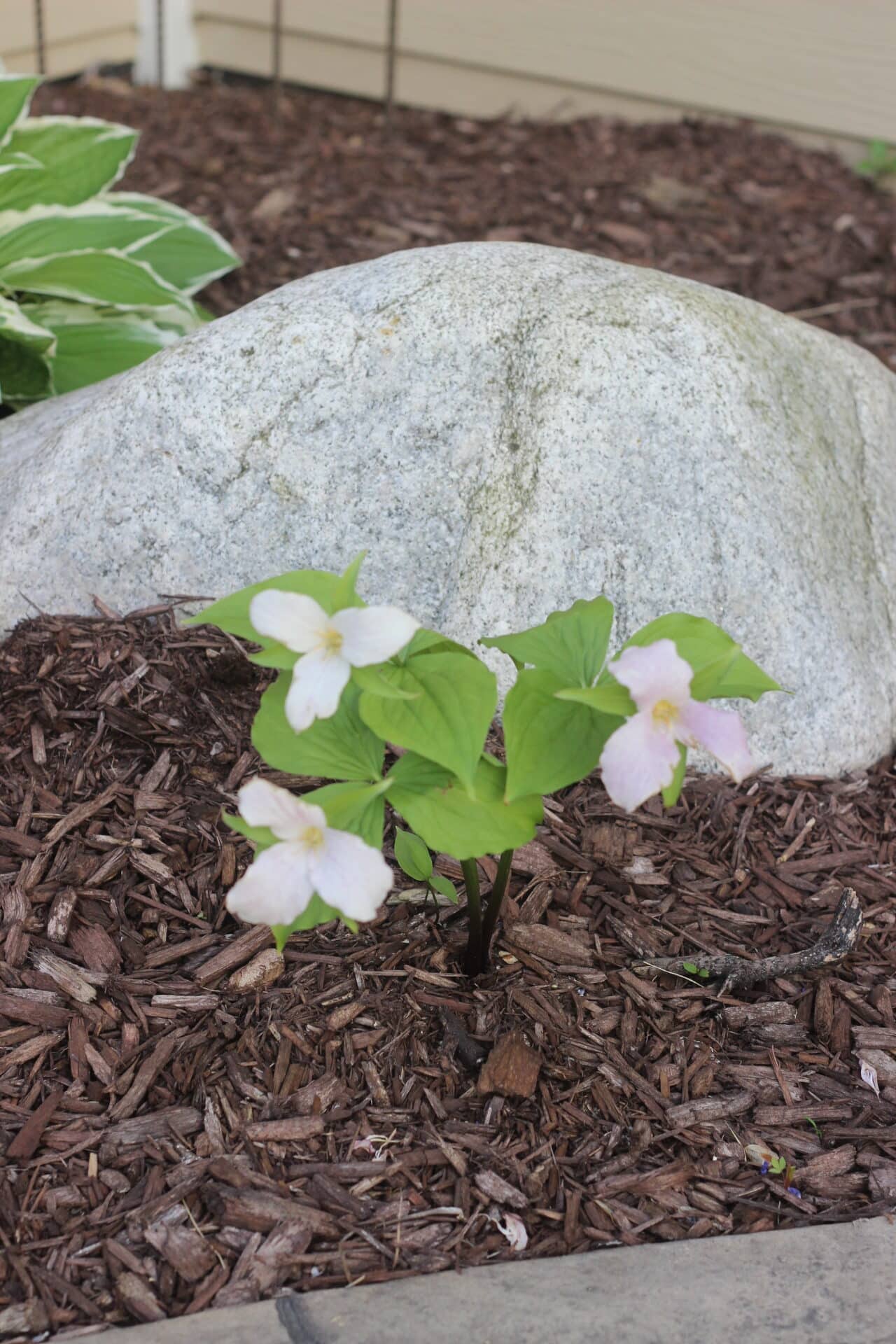trillium flowers in front of a large stone. 