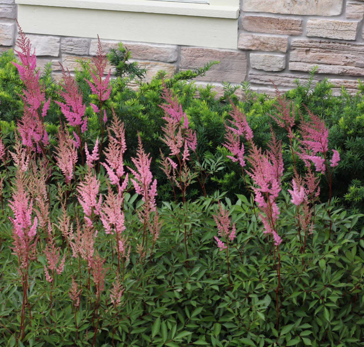 astilbe blooming on pink tall stalks. 