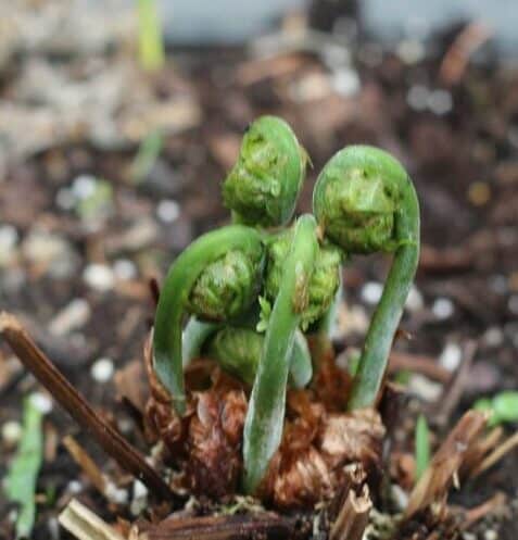 young ferns in the spring known as fiddleheads for thier shape