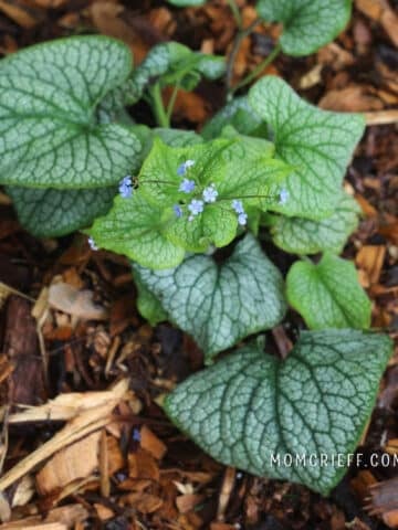 A brunnera plant with white and green leaves and small pretty blue flowers.