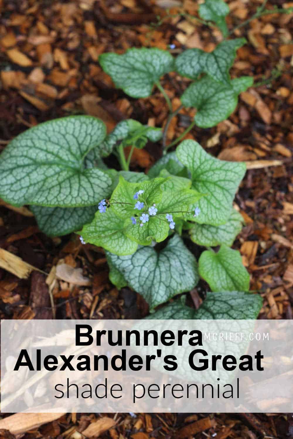 a flowering brunnera plant with dark green and white leaves.