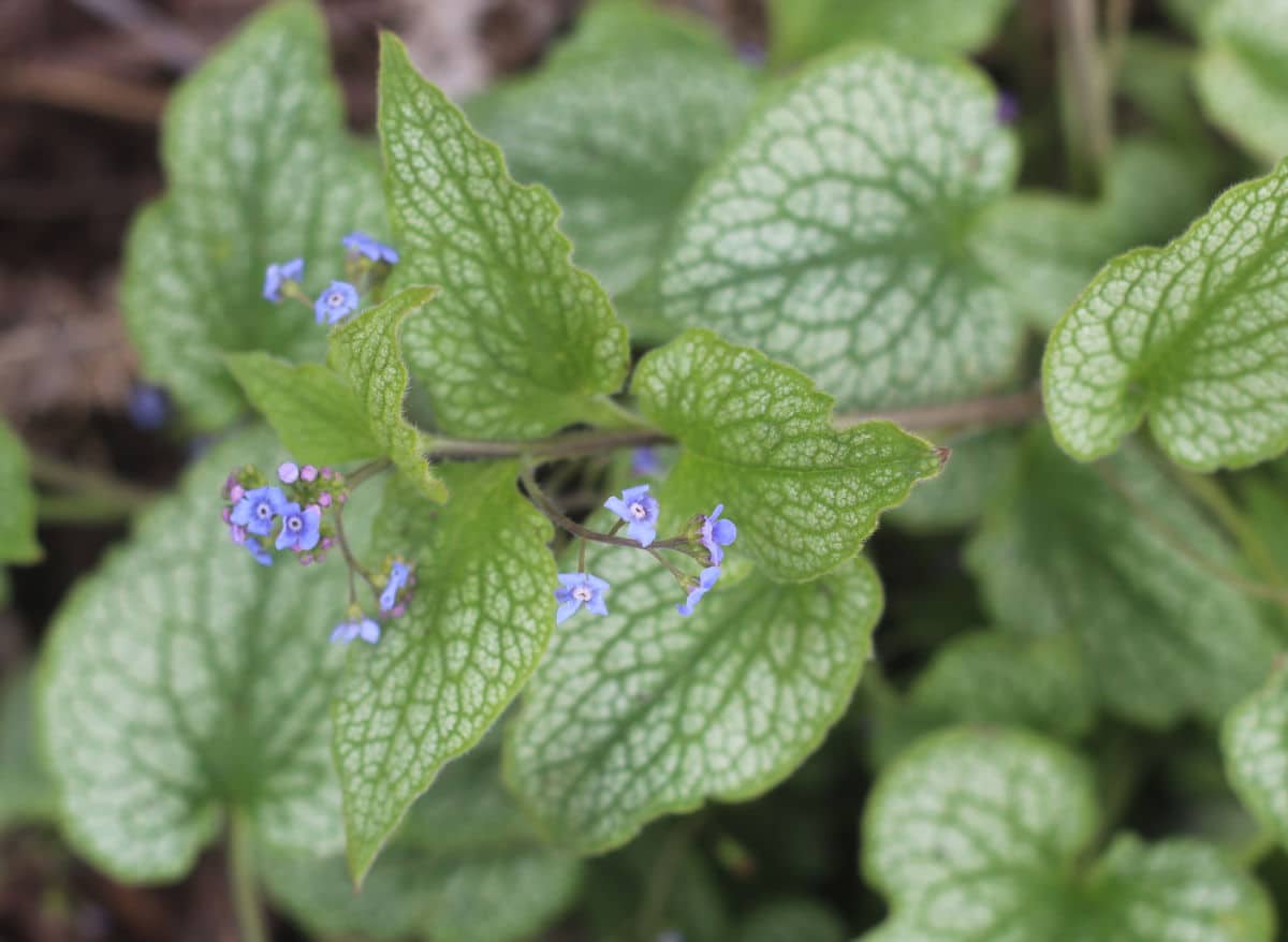 brunnera plant with small blue flowers.
