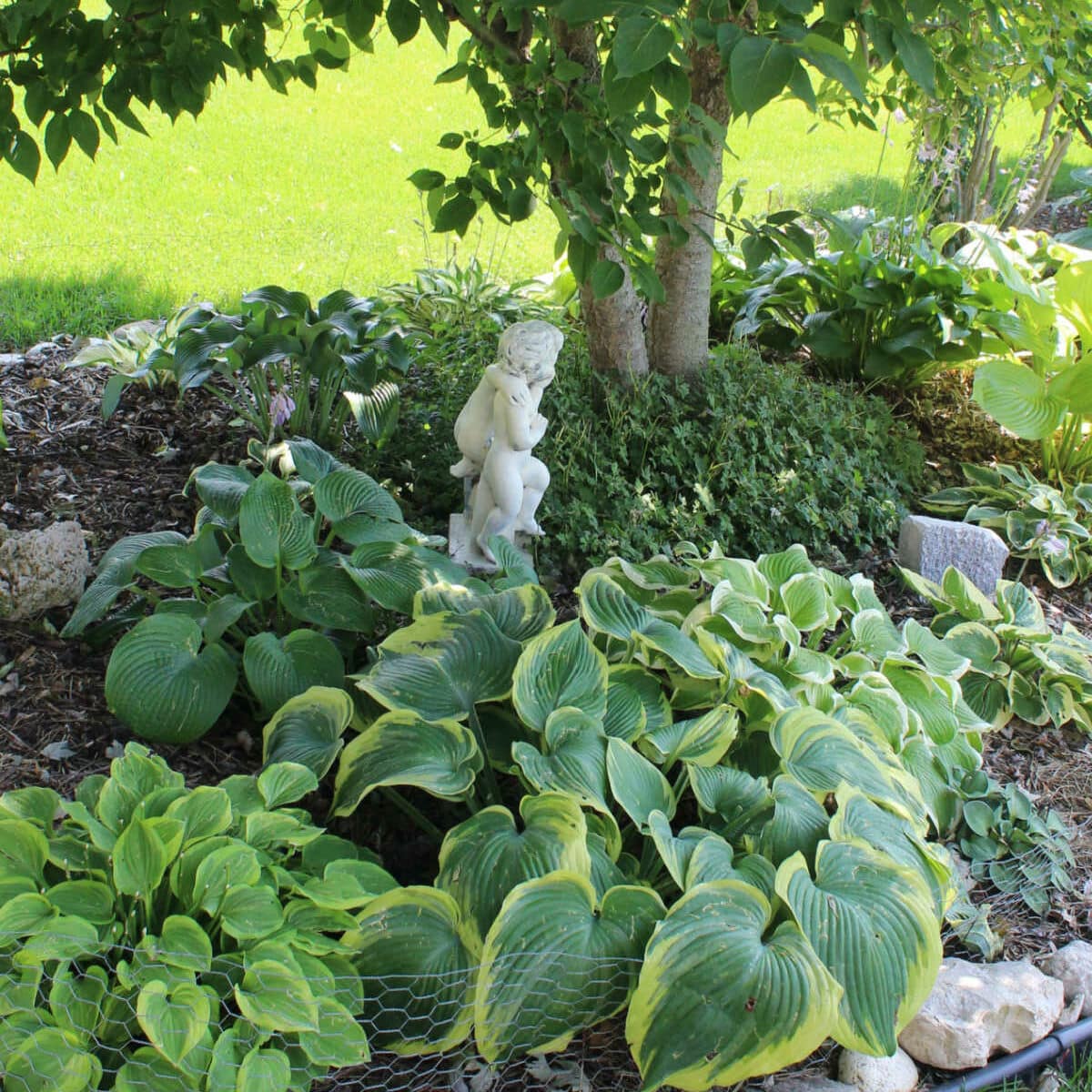 hosta garden with various monchromatic green shades