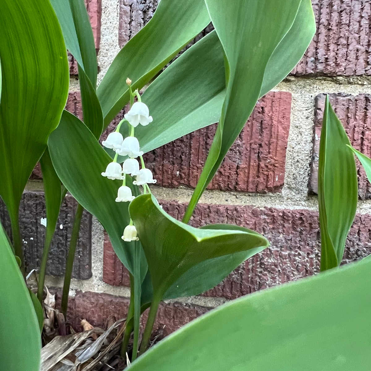This lily of the valley has pretty white bell shaped flowers.