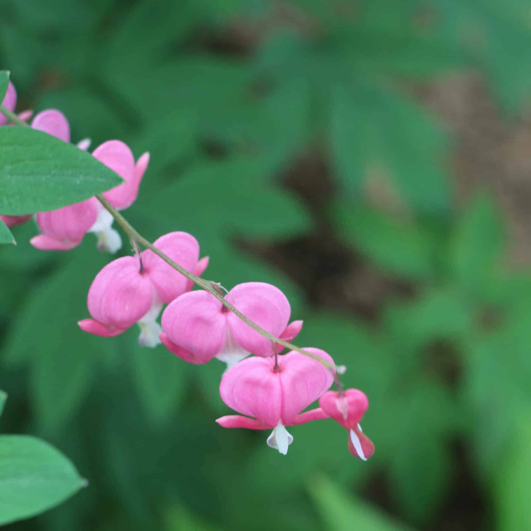 closeup of a pink bleeding heart flower