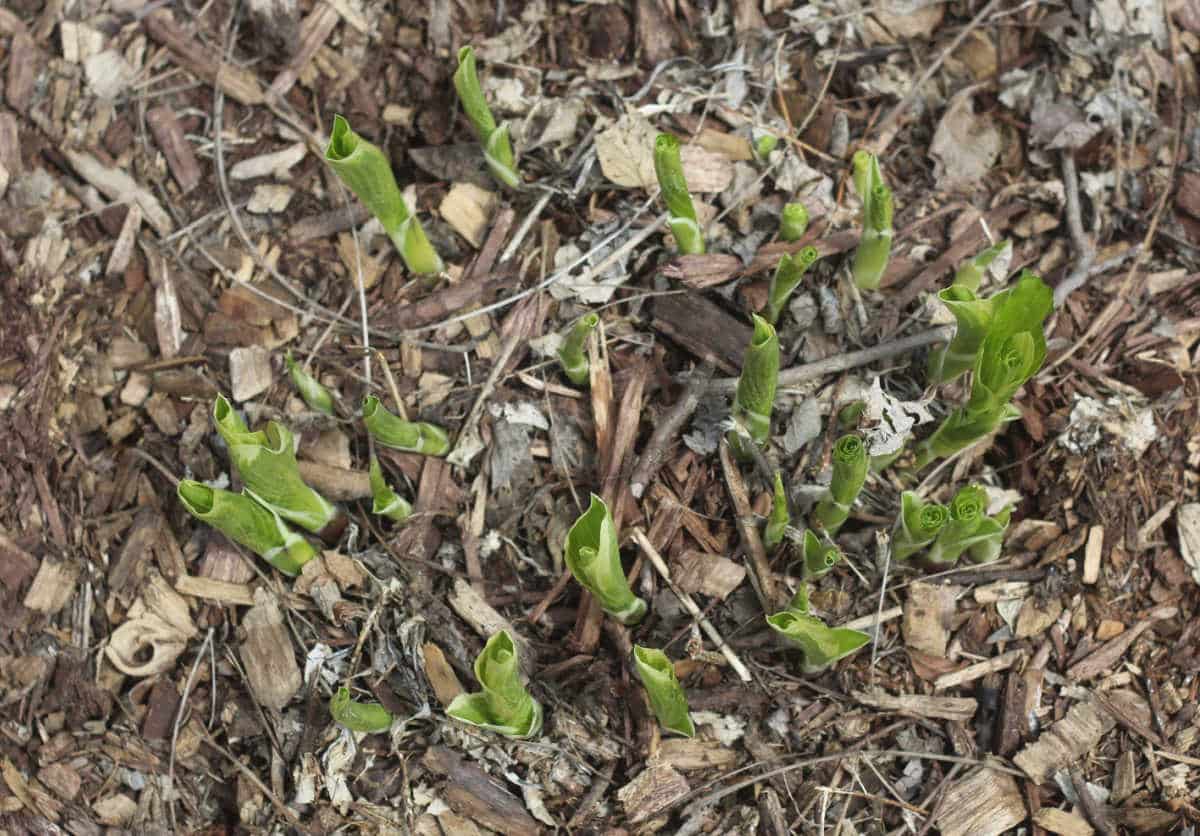 young hosta plants emerging from the ground.