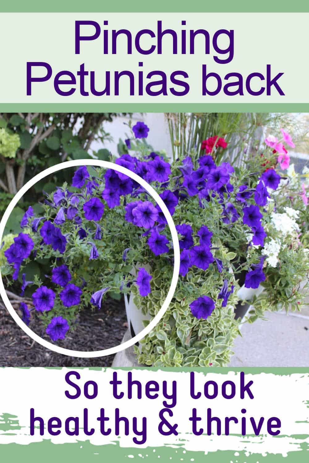 leggy petunias circled with text overlay stating Pinching petunias back.