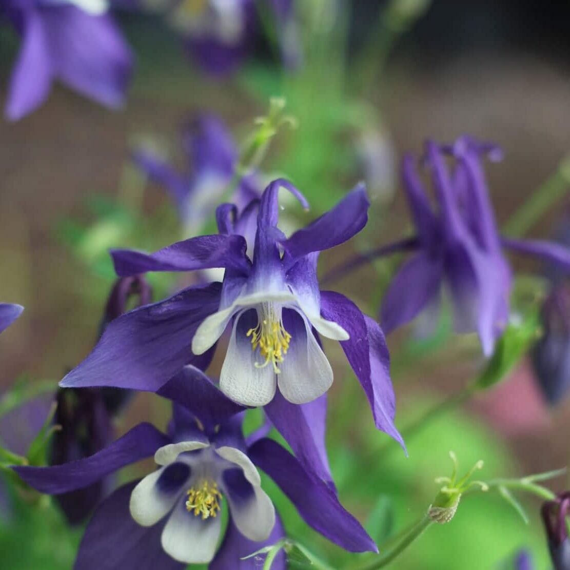 close up of a purple columbine flower