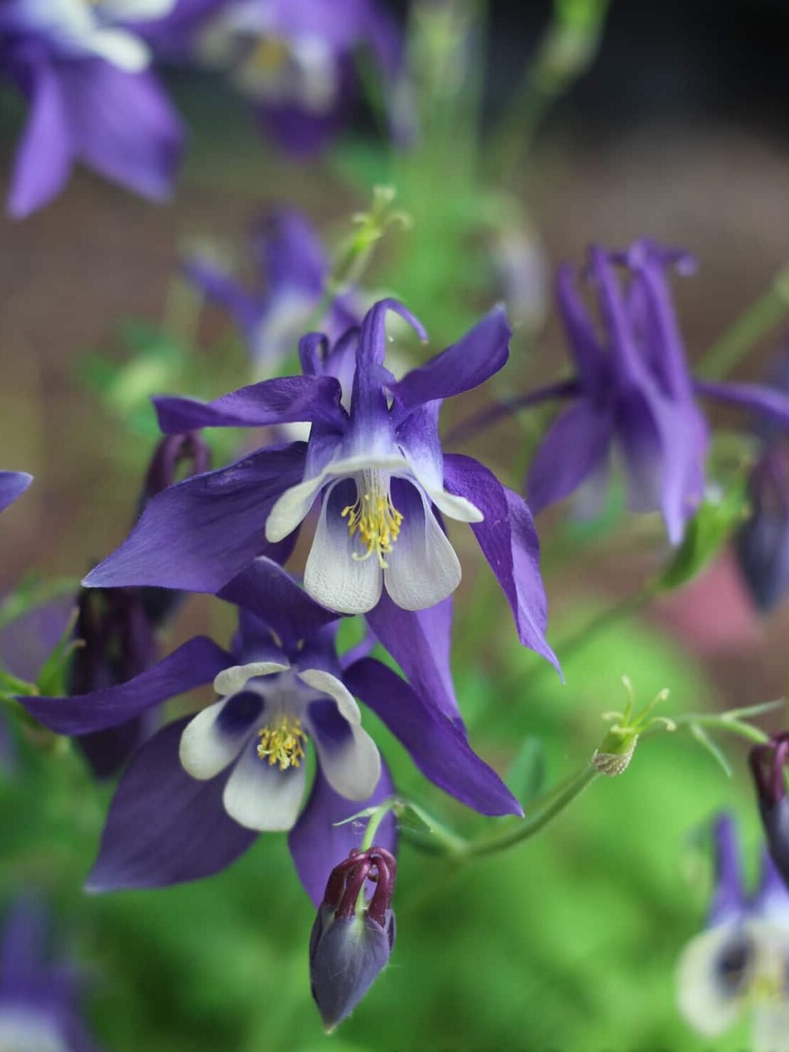 close up of a purple columbine flower