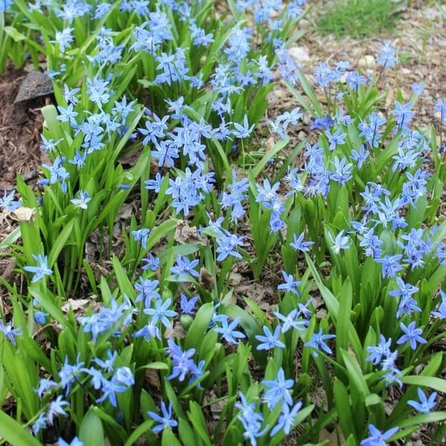 siberian squill growing in a mass
