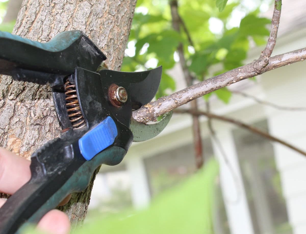 pruning shears being used to cut a snakk branch.
