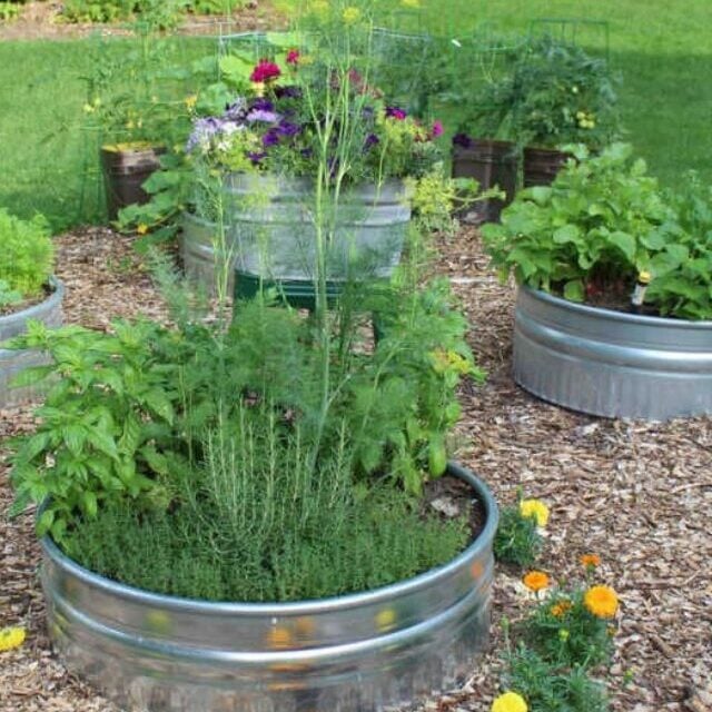 raised garden beds in metal fire pit rings