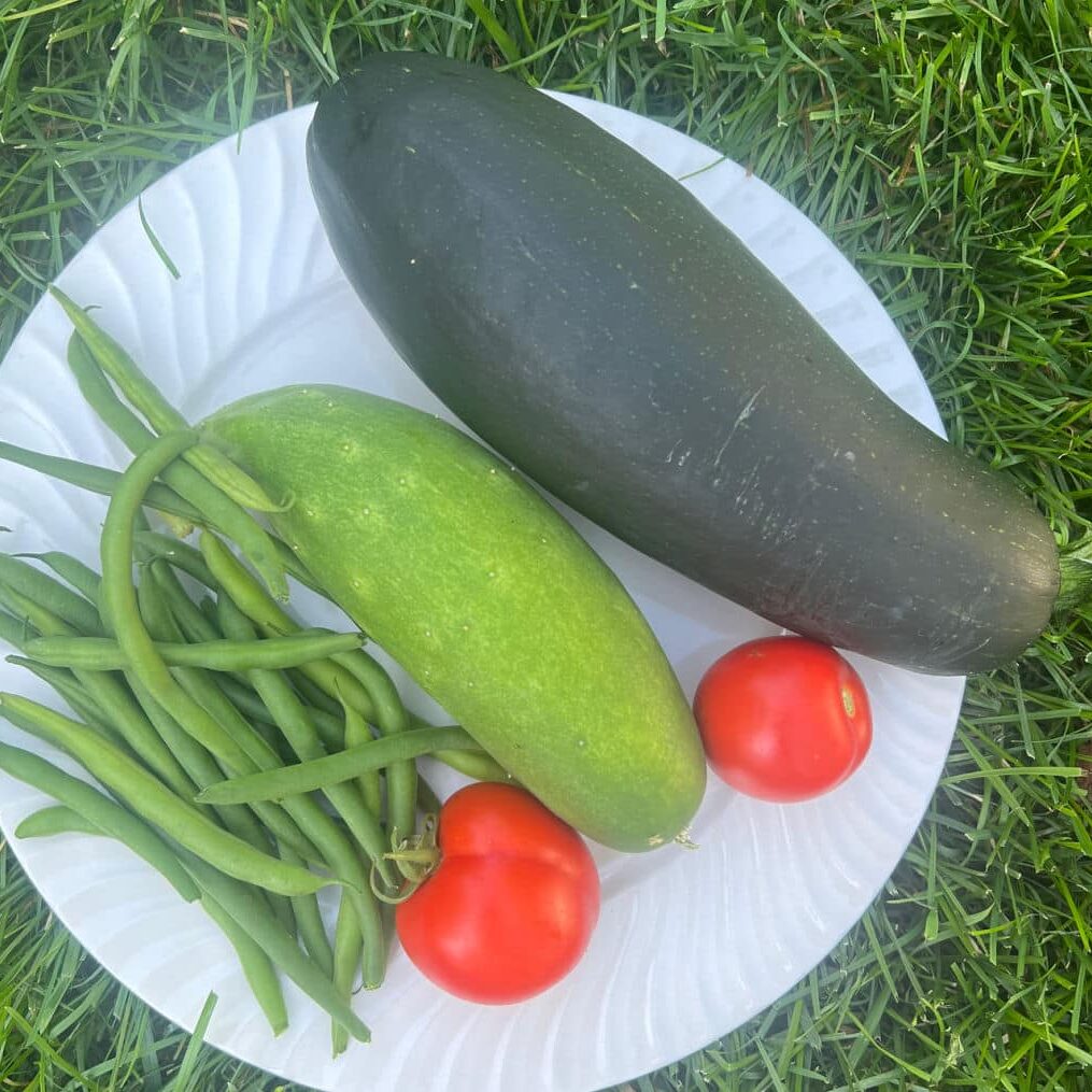 morning harvest from the garden