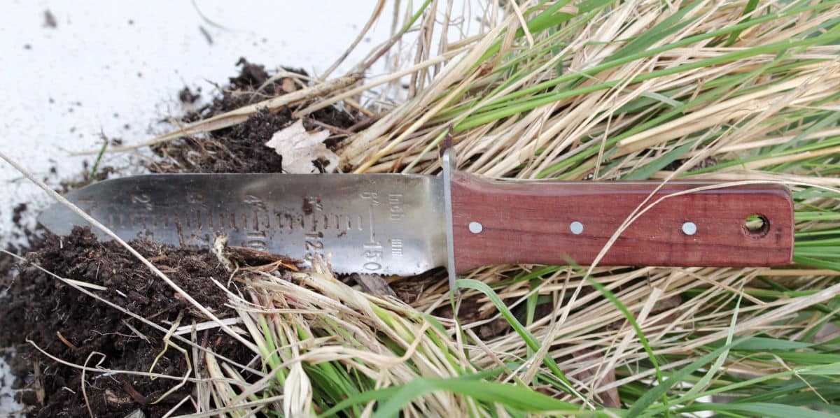 using the hori hori gardening knife to cut through thick grass roots.
